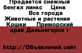 Продается снежный бенгал(линкс) › Цена ­ 25 000 - Все города Животные и растения » Кошки   . Приморский край,Дальнегорск г.